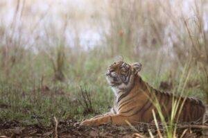 Tiger Conservation Roadmap