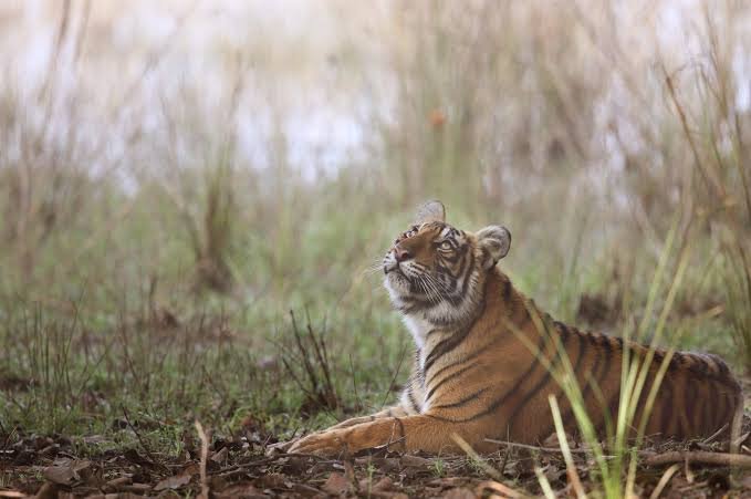 Tiger Conservation Roadmap