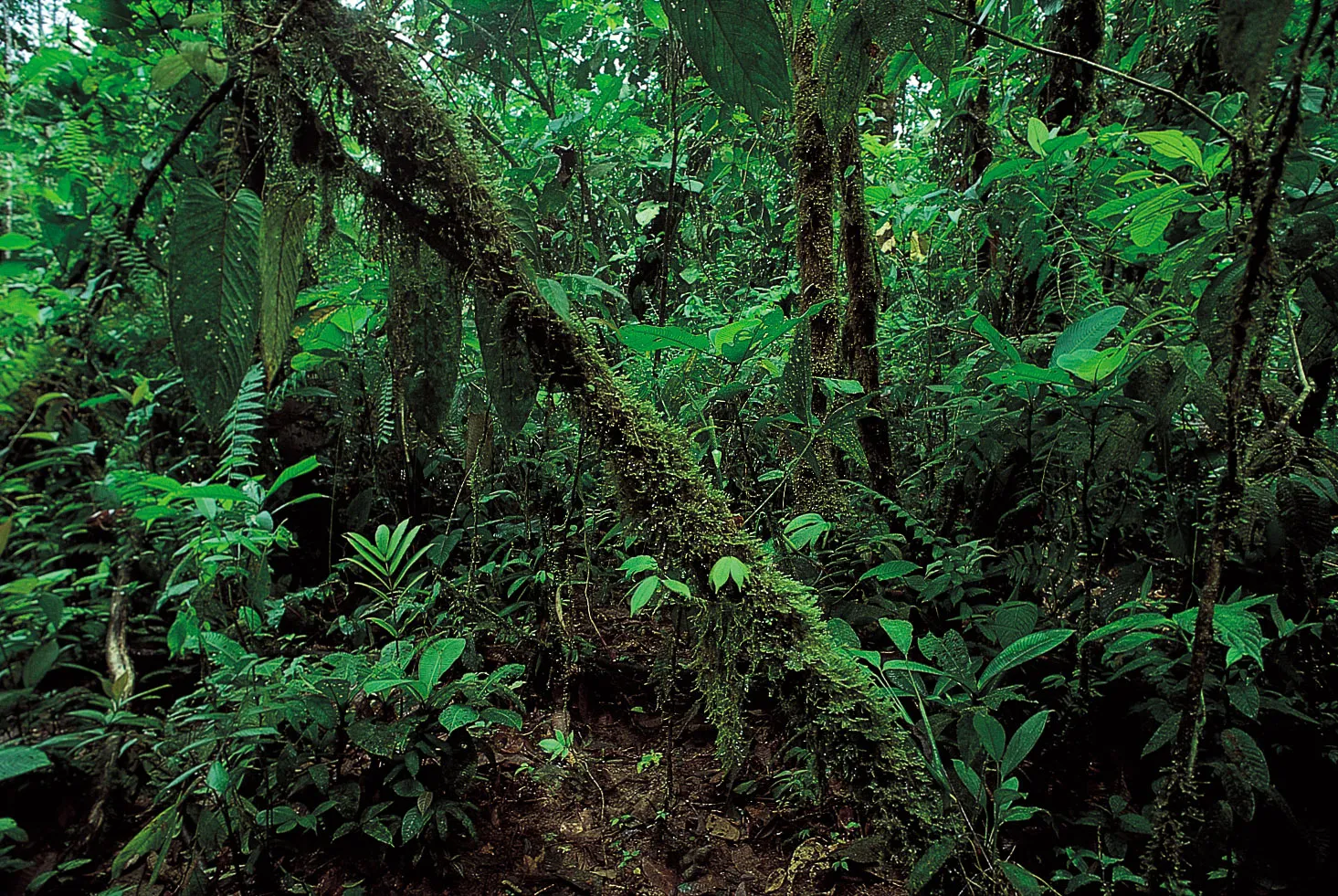 Equatorial Climate