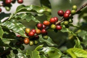 Coffee Crop