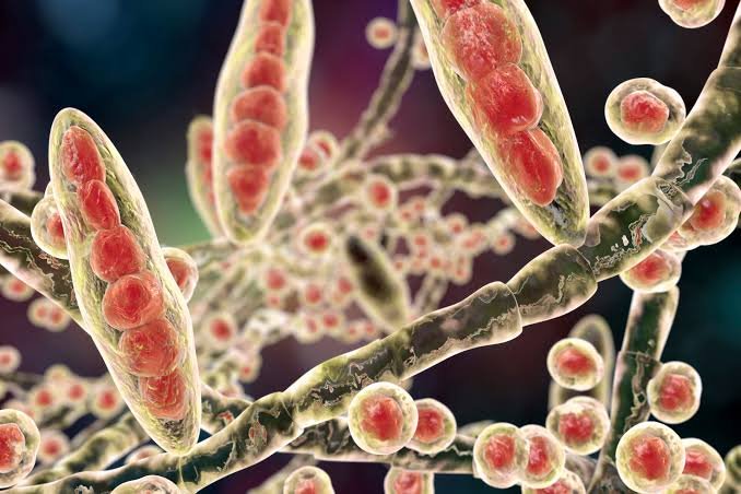 Dermatophytes: Common Fungi, Emerging Resistance