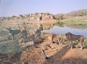 Gandhi Sagar Wildlife Sanctuary