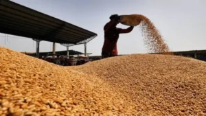 India’s Wheat Exports: Balancing Surplus and Food Security Context