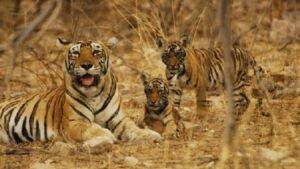 Indravati Tiger Reserve