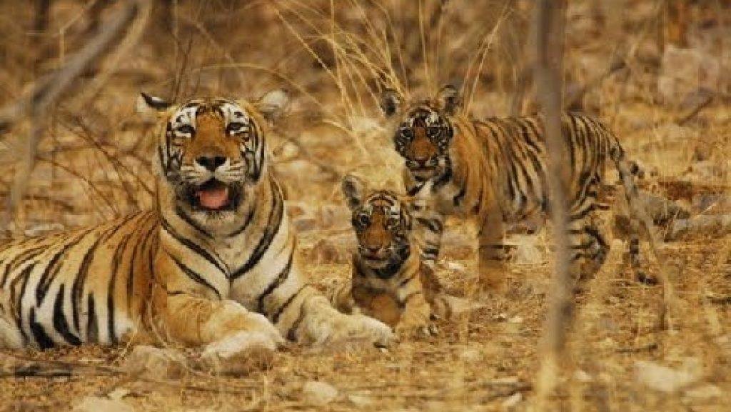 Indravati Tiger Reserve
