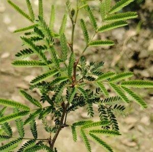 Khejri Tree