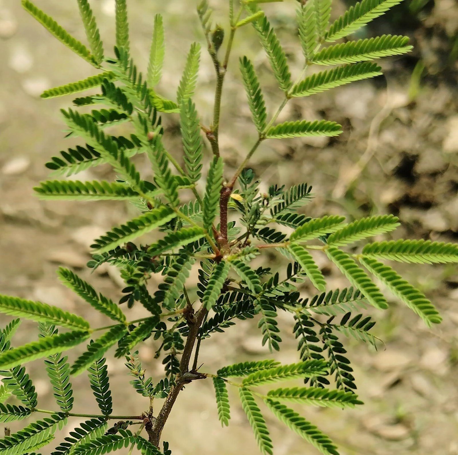 Khejri Tree