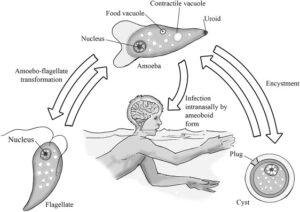 Naegleria fowleri