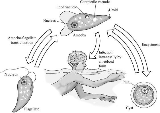 Naegleria fowleri
