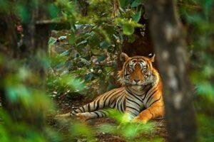 Painganga Wildlife Sanctuary