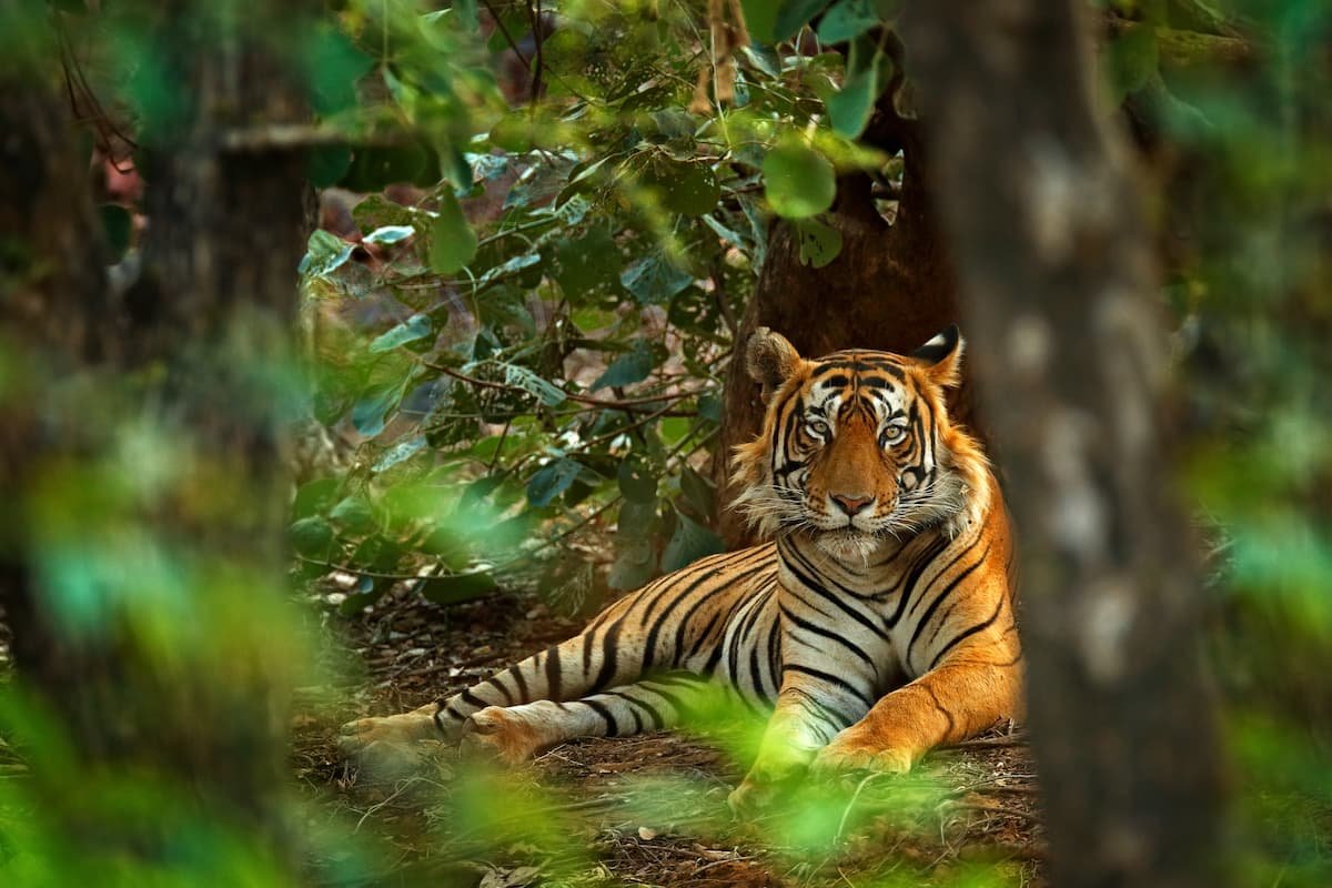 Painganga Wildlife Sanctuary