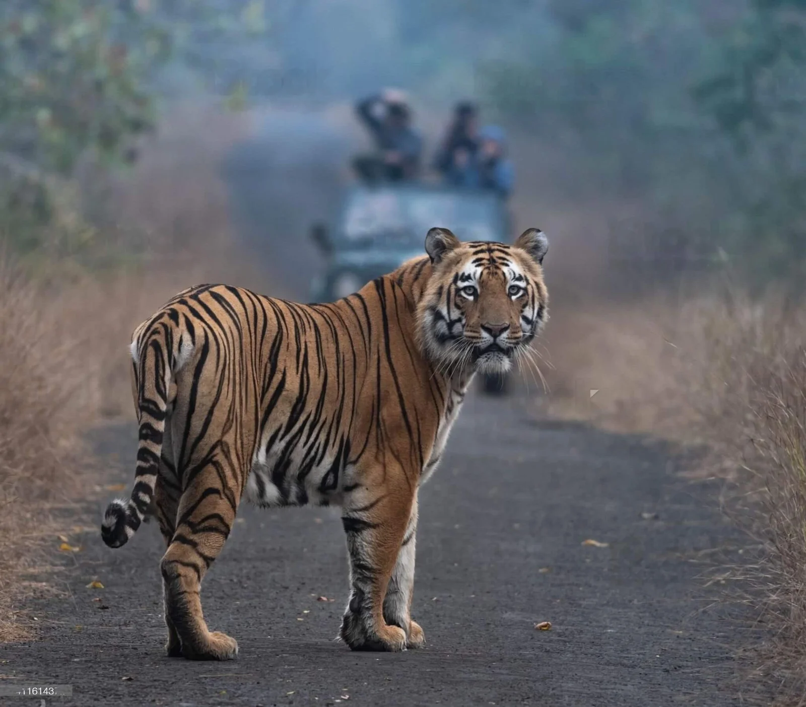 Pilibhit Tiger Reserve