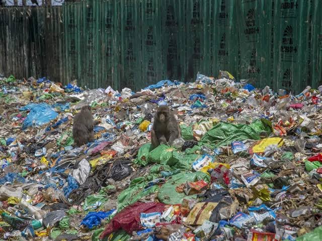 Plastic Pollution: