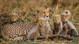 Project Cheetah