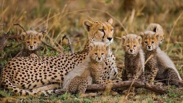 Project Cheetah