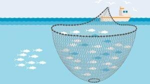 Purse Seine Fishing