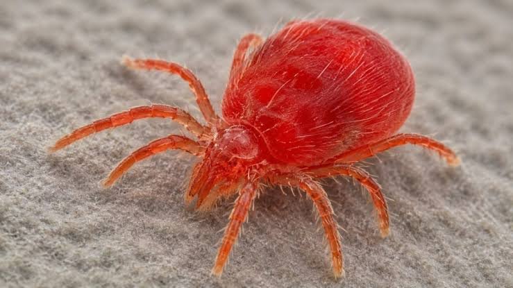 Scrub Typhus