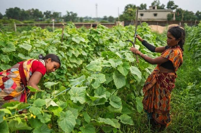 Strengthening Small and Marginal Farmers through Government Initiatives