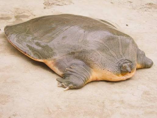 Turtles in Shri Guru Golaknath Community Reserve, Haryana