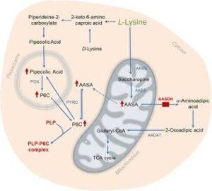 Vitamin B6: Functions, Deficiency and Toxicity