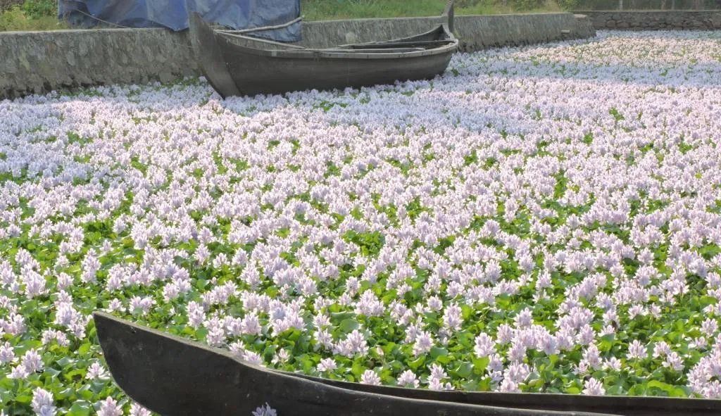 Water Hyacinth