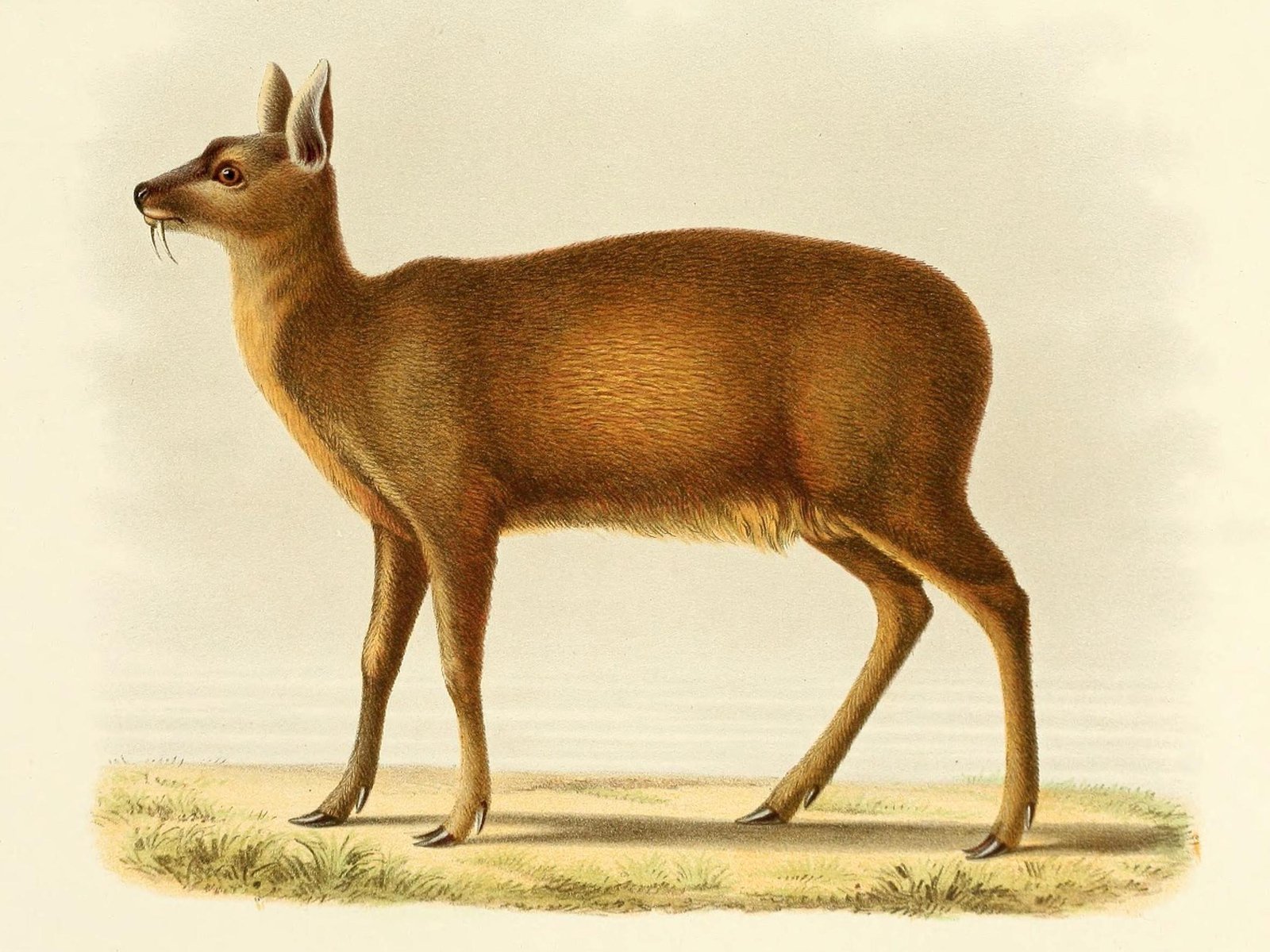 Alpine Musk Deer