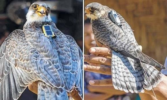 Amur Falcon