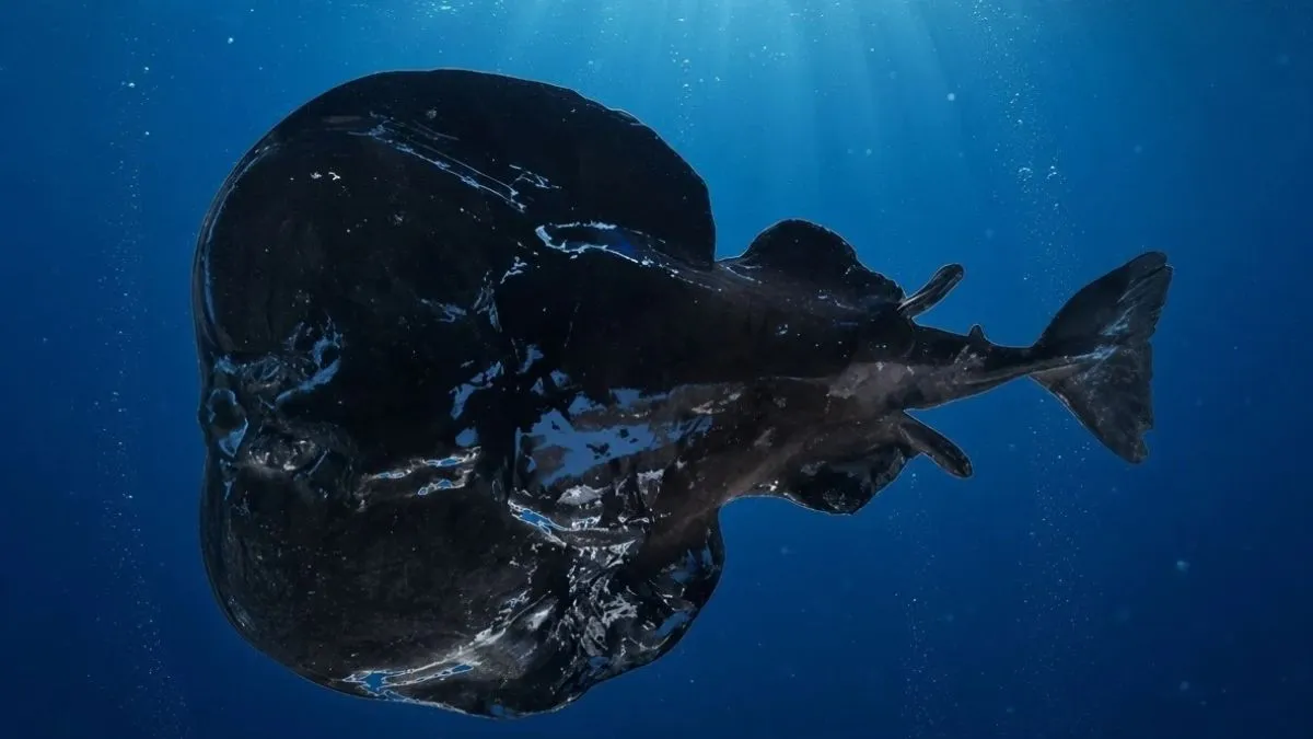 Arabian Black Electric Ray