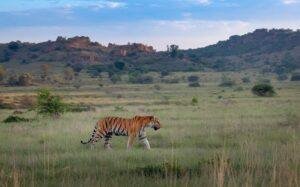 Bandhavgarh Tiger Reserve