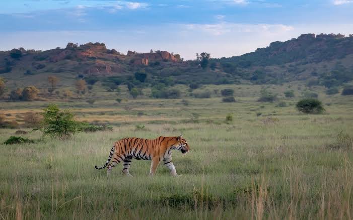 Bandhavgarh Tiger Reserve
