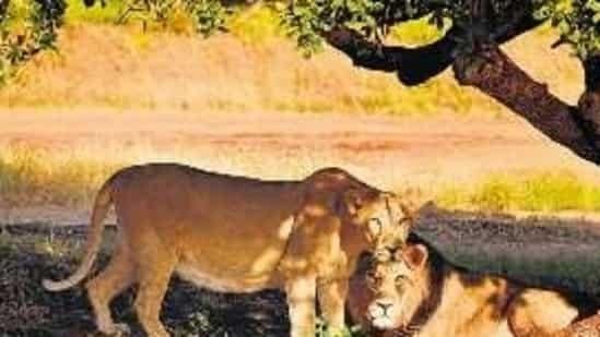 Barda Wildlife Sanctuary