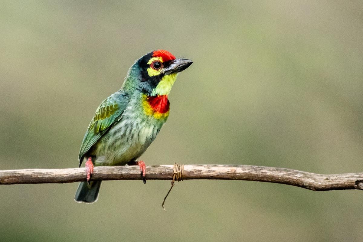 Coppersmith Barbet