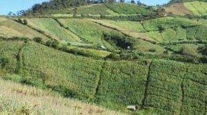 From Poppy to Bamboo