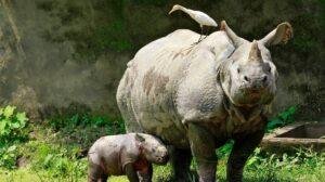 Greater One-Horned Rhinoceros