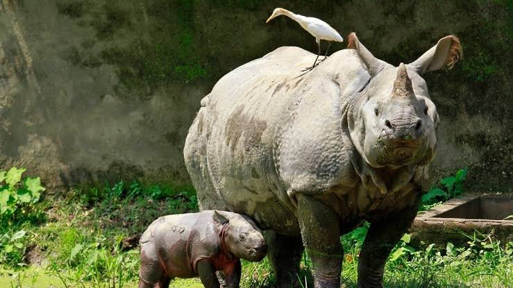 Greater One-Horned Rhinoceros