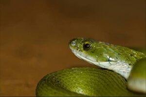 Green Keelback