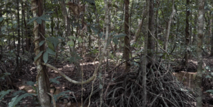 India’s First Red List Assessment of Ecosystems (RLE) Project
