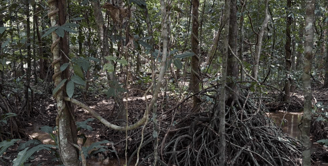 India’s First Red List Assessment of Ecosystems (RLE) Project