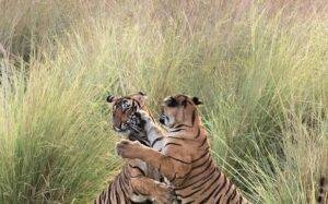 Kailadevi Wildlife Sanctuary
