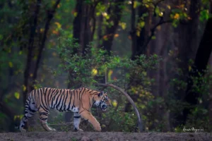 Kanha Tiger Reserve