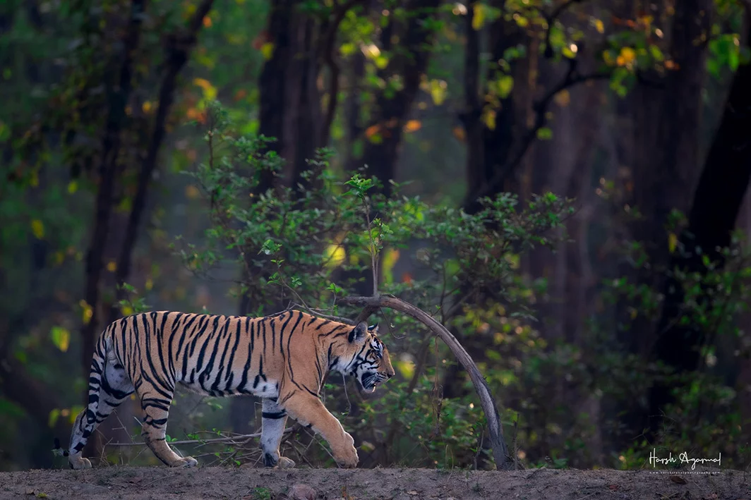Kanha Tiger Reserve