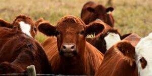 Livestock Insurance Portal
