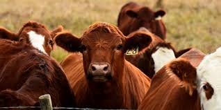 Livestock Insurance Portal
