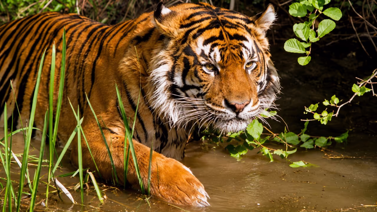 Nameri Tiger Reserve