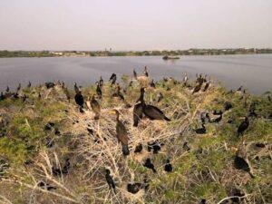 Nanjarayan Bird Sanctuary