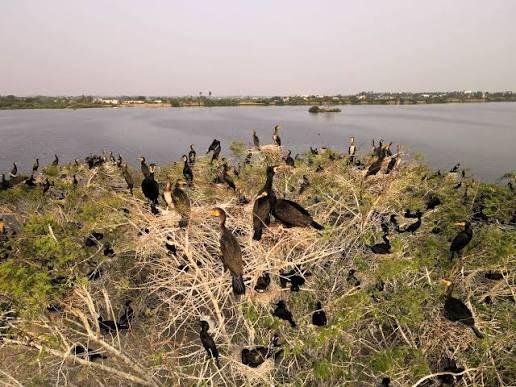 Nanjarayan Bird Sanctuary