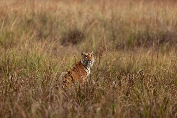 National Tiger Conservation Authority