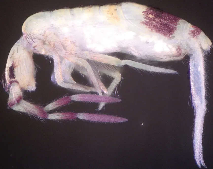 New Species of Springtails