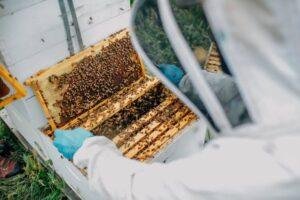 Plan Bee System