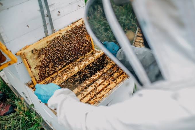 Plan Bee System